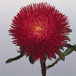 Deep Red B60.05