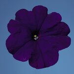 Blue B16.01 Нет в наличии
