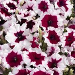 Burgundy Frost B16.04 Нет в наличии