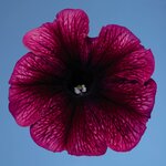 Plum Ice B16.13 