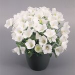 White B29.03 нет в наличии