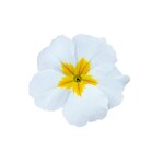White B21.06 нет в налиии