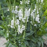 Физостегия виргинская Crystal Peak White