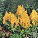 Yellow B7.11 нет в наличии, возможна замена Glorius Yellow