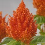 Orange B 701.13