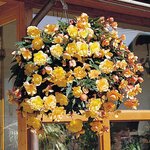 Apricot shades B3.01 нет в наличии