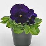 Deep Blue Blotch B31-02