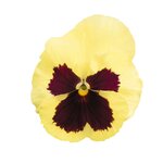 Lemon Blotch B32.05 
