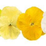 Limoncello Mix B33.03