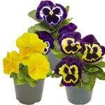 Mardi Grass Mix B32.27