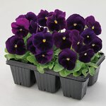 Violet B32.14