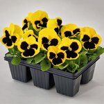 Yellow Blotch B32.19
