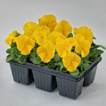 Yellow B32.18