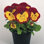 Red-Gold B34.05