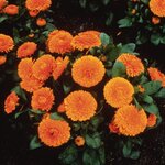 Orange B39-03 