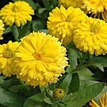 Yellow B39-04 нет в наличии