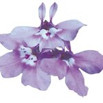 Lilac B13.03