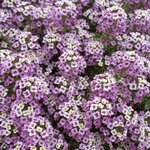Lavender B14-05