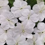 Coconut (White) B12.03 нет в наличии