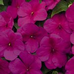 Raspberry (Violet) B12.10