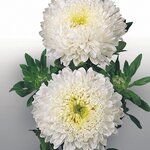White B63.35