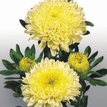 Yellow B63.36