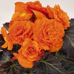 Bright Orange B400.20