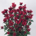 Red B49.02 Нет в наличии