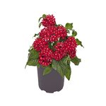 Red Velvet B150.05 нет в наличии