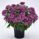 Violet B150.07 нет в наличии