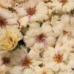 Cream B20.01 Нет в наличии