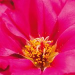 Fuchsia B20.02