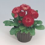 Red B500.06 нет в наличии, возможна замена Habanera Red B5-01