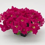 Deep Pink B18.04
