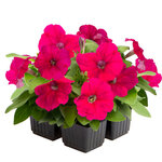 Rose B85-10