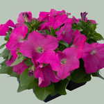 Pink B85-07