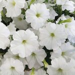 White B17.09 Нет в наличии