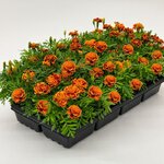Orange Flame B242.23 