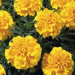 Gold B242.19