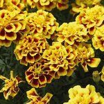 Yellow fire B241.15