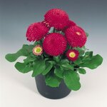 Deep Rose B501.10 
