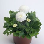 White B501.14 