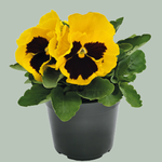 Yellow Blotch B31-03