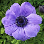 Blue Deep P91-2