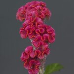 Pink P31-03