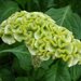 Целозия Spring Green