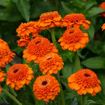 Orange Sr 01-06 нет в наличии