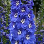 Blue Bright B 58.03 