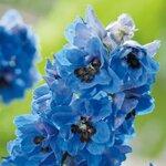 Blue Jay B 58.04 