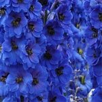Dark Blue Dark Bee B27-02 